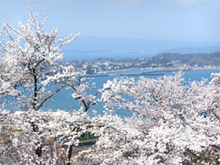 七尾湾と桜